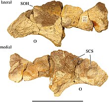 Left supraorbital ornamentation Supraorbital ornamentation of Stellasaurus.jpg