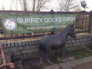 <span class="mw-page-title-main">Surrey Docks Farm</span> City farm in London, England