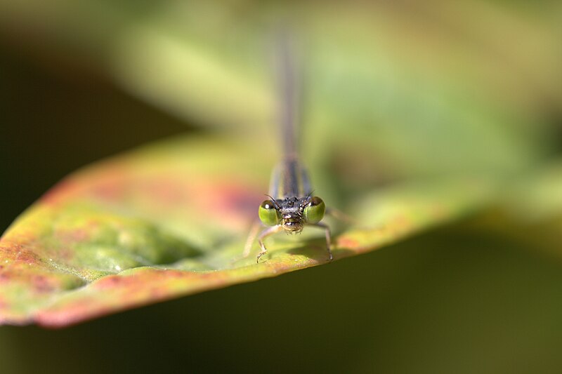 File:Sydney dragonfly Victoria Park pond 11.jpg