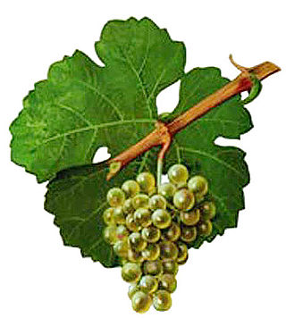 <span class="mw-page-title-main">Silvaner</span> Variety of grape