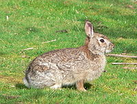A light-brown rabbit sitting in a field, its body unusually large and squat, its limbs and head small, and its ears especially small