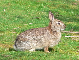 Western brush rabbit in the Finley NWR