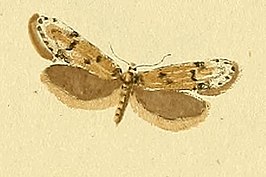 Symmoca signella