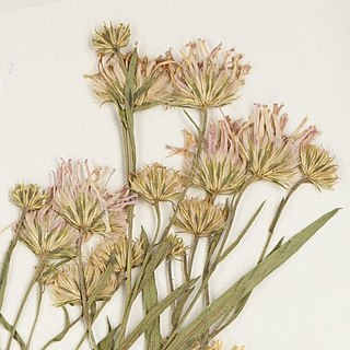 <i>Symphyotrichum anticostense</i> Species of flowering plant in the family Asteraceae native to northeastern North America