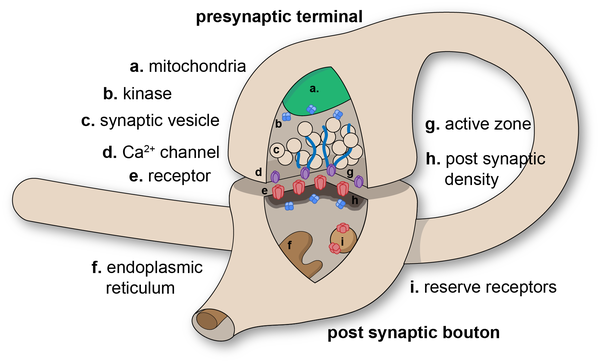 Diagram of a chemical synaptic connection. Synapse figure.png