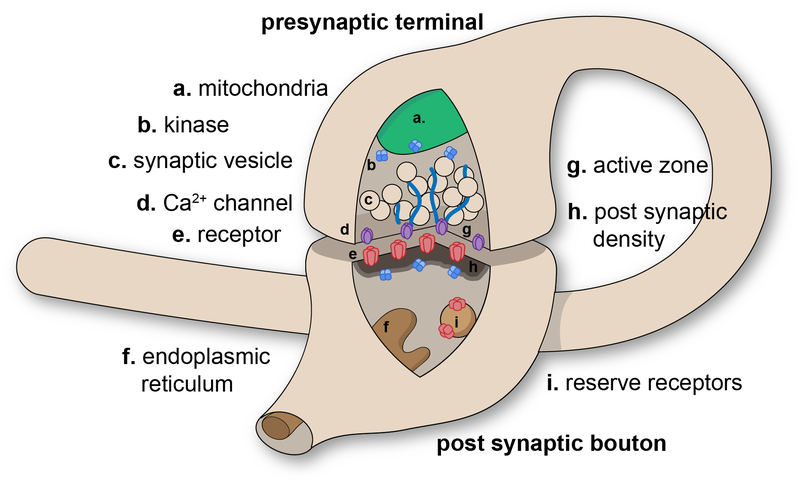 Synapse - Wikipedia