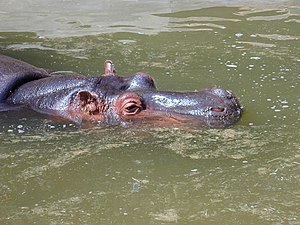 Tête d'hippopotame.jpg