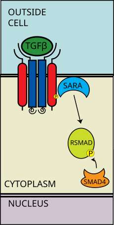The type II receptors phosphorylate the type I receptors; the type I receptors are then enabled to phosphorylate cytoplasmic R-Smads, which then act as transcriptional regulators. TGF beta Pathway step4.svg