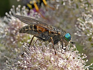 <i>Hybomitra montana</i> Species of fly