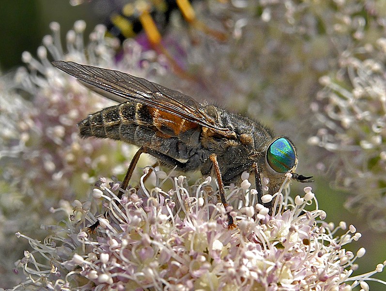 File:Tabanidae - Hybomitra montana.jpg
