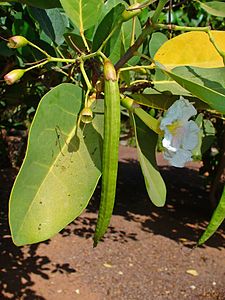 Tabebuia roseo-alba Fruit