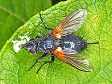 Tachinidae - Zophomyia temula.JPG