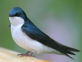 <i>Tachycineta</i> genus of birds