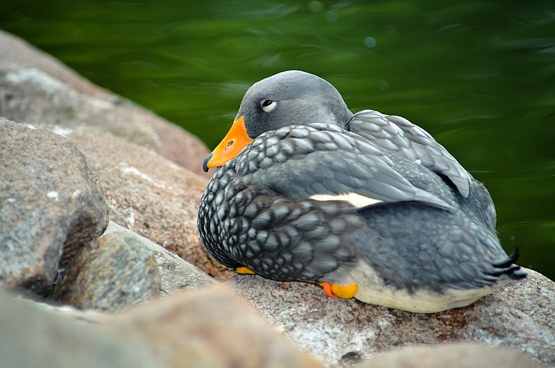 File:Tachyeres pteneres (Fuegian Steamer Duck - Magellan-Dampfschiffente) - Weltvogelpark Walsrode 2012-01.jpg