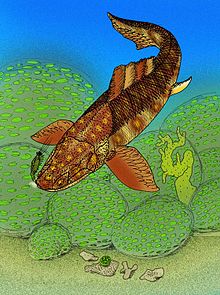 Taemasosteus novaustrocambricus.jpg