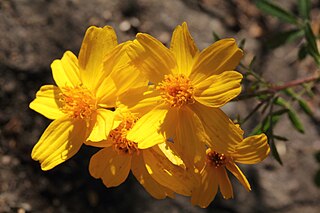 <i>Tagetes lemmonii</i> Species of shrub