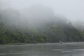 Tamshiyacu Tahuayo Regional Conservation Area Iquitos Amazon Rainforest Peru.jpg