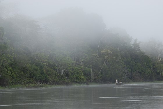 Amazon rainforest nearby Iquitos, Perú.