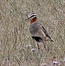 aves De Argentina