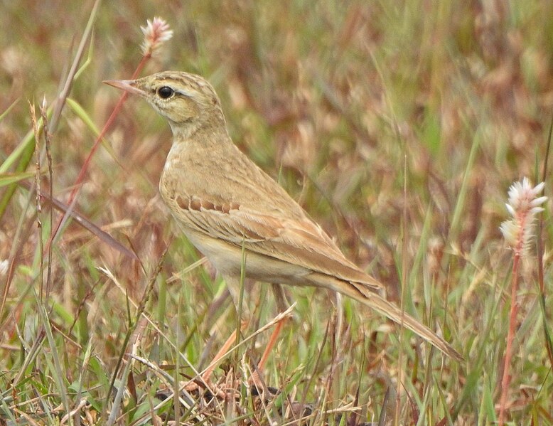 File:Tawny pipit 13.jpg