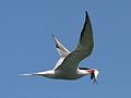 Tern (Sterna hirundo)