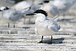 Thumbnail for File:Thalasseus acuflavidus, Caye Caulker 02.jpg