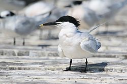 Thalasseus acuflavidus, Caye Caulker 02. jpg