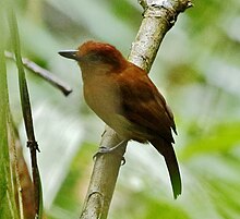 Thamnophilus aethiops - White-shouldered antshrike (female).jpg