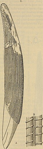 Spina della pinna dorsale attribuita a Ctenacanthus