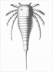 Life restoration of the Silurian eurypterid ("sea scorpion") Kokomopterus The Eurypterida of New York plate 54.jpg