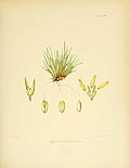 Thumbnail for Agrostis subulata