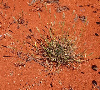 <i>Thyridolepis</i> Genus of grasses