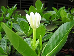 Gardenia Tahitensis: Descripción, Costumes, Composición química