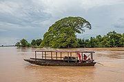 Chở trâu qua sông Mekong