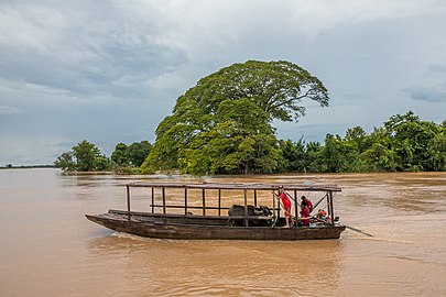 Transport de buffles d'Asie (Bubalus bubalis) sur le Mékong, à Don Det