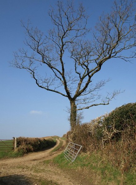 File:Tree by green lane - geograph.org.uk - 701170.jpg
