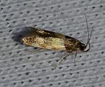 Triclonella determinatella