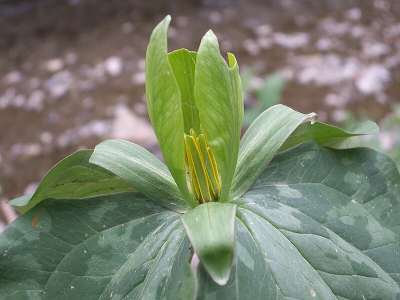 Trillium sessile