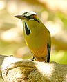 Motmot.jpg met turkoois-wenkbrauwen