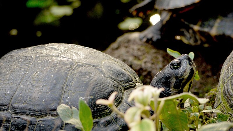 File:Turtle, Botanic Garden Munich.jpg