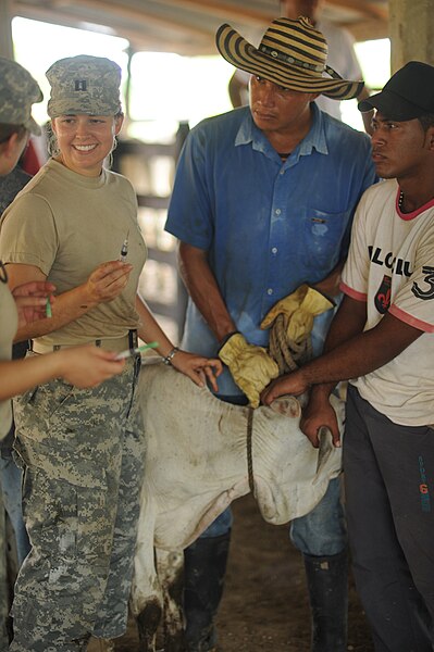 File:U.S. Army captain Rebecca Cardan (left) helps specialist Rachel Kirkey immunize a baby calf in Colombia during operation Continuing Promise 2010.jpg