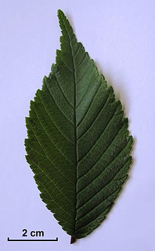 Ulmus uyematsui leaf with 2 cm scale bar.jpg