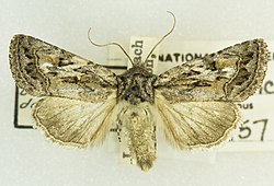 Ulolonche orbiculata -26316, det. J.A. Comstock, South Rim Grand Canyon, Arizona, 5 June 1942, Louis Schellbach III (49552952636).jpg