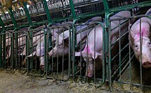 Undercover Investigation at Manitoba Pork Factory Farm (8250115715).jpg