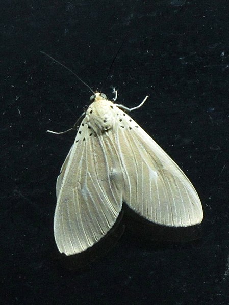 File:Unidentified Moth 4449.jpg