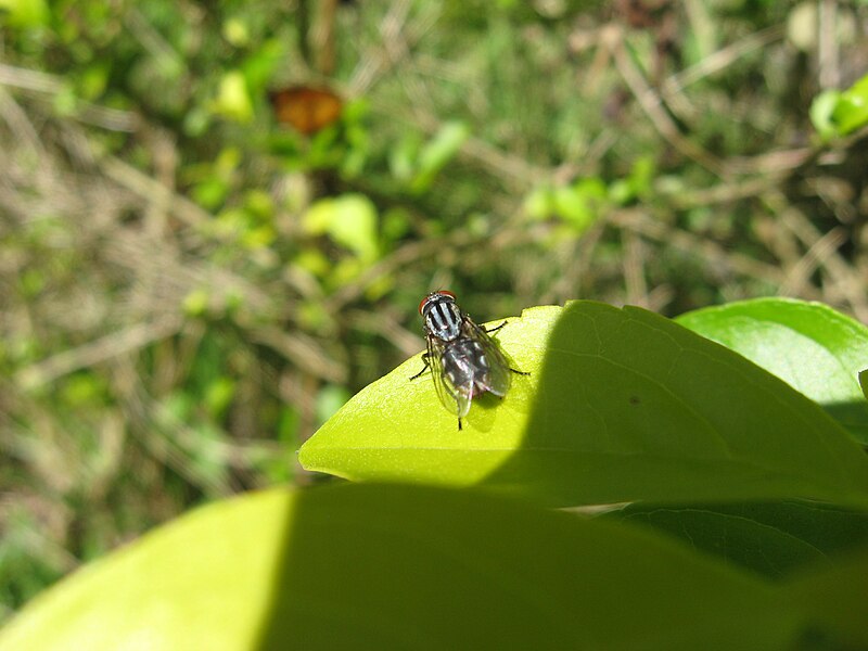 File:Unknown Sarcophagidae.jpg