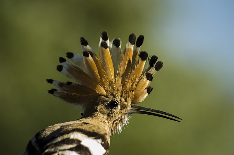 File:Upupa epops closeup.jpg