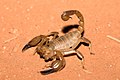 Inland Robust Scorpion ( Urodacus yaschenkoi )