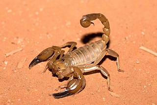<i>Urodacus</i> Genus of scorpions