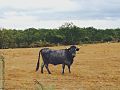 Miniatura para Carne de morucha de Salamanca